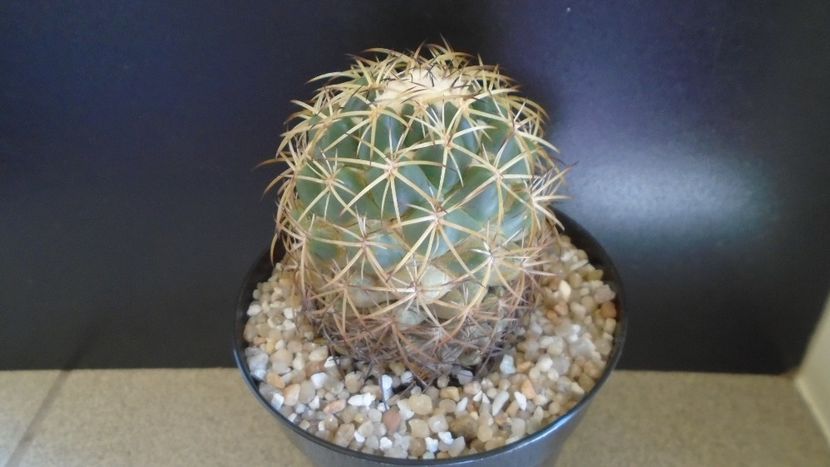 Coryphantha elephantidens ssp. sulcolanata - Cactusi 2021