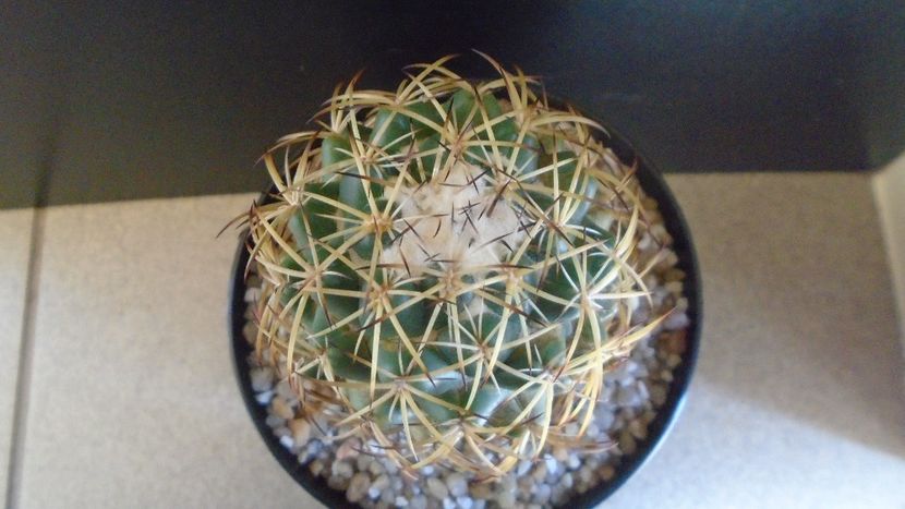 Coryphantha elephantidens ssp. sulcolanata - Cactusi 2021