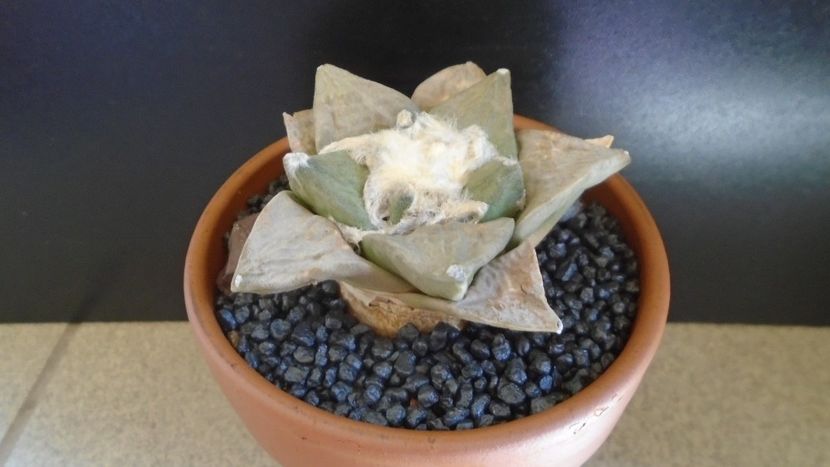 Ariocarpus hb. (retusus x fissuratus) - Cactusi 2021