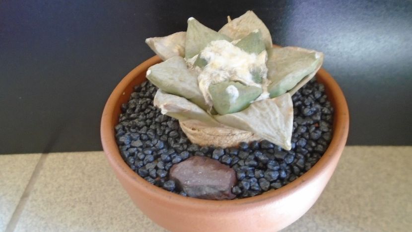 Ariocarpus hb. (retusus x fissuratus) - Cactusi 2021