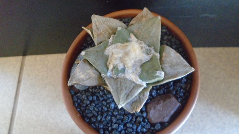 Ariocarpus hb. (retusus x fissuratus) - Cactusi 2021