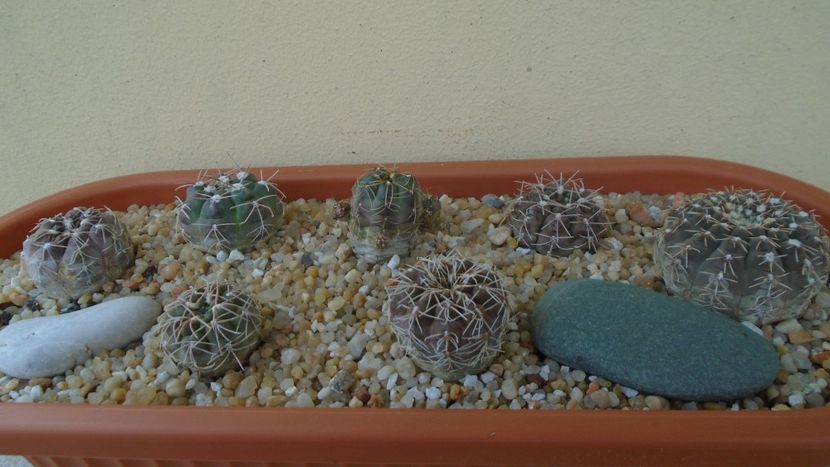 Grup de 7 Gymnocalycium - Cactusi 2021 Gymnocalycium