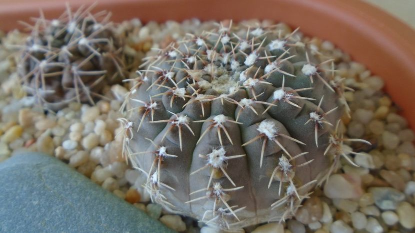 Gymnocalycium quehlianum - Cactusi 2021 Gymnocalycium