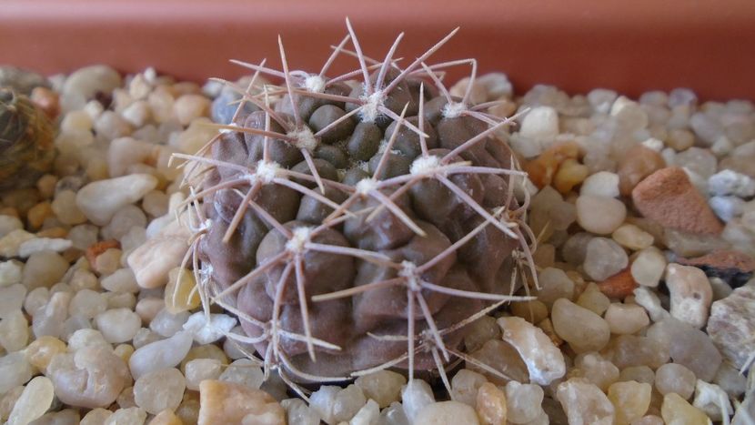 Gymnocalycium aff. moroense - Cactusi 2021 Gymnocalycium