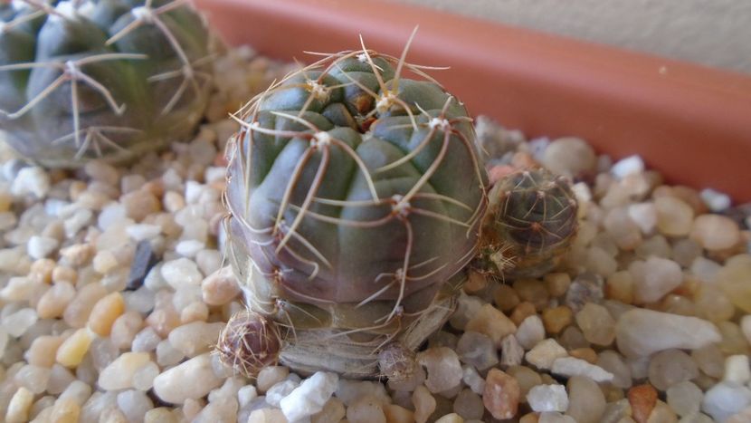 Gymnocalycium andreae - Cactusi 2021 Gymnocalycium