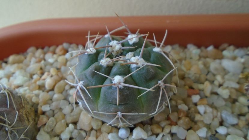 Gymnocalycium sutterianum (Gymnocalycium capillaense) - Cactusi 2021 Gymnocalycium