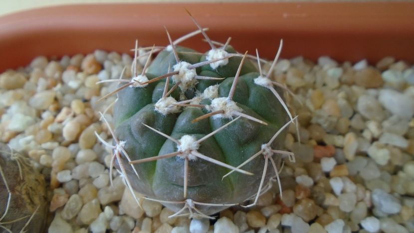 Gymnocalycium sutterianum (Gymnocalycium capillaense) - Cactusi 2021 Gymnocalycium