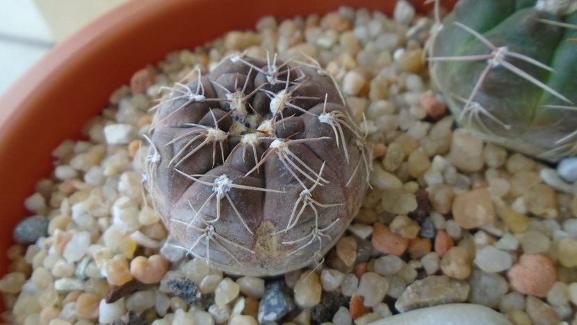 Gymnocalycium nataliae - Cactusi 2021 Gymnocalycium