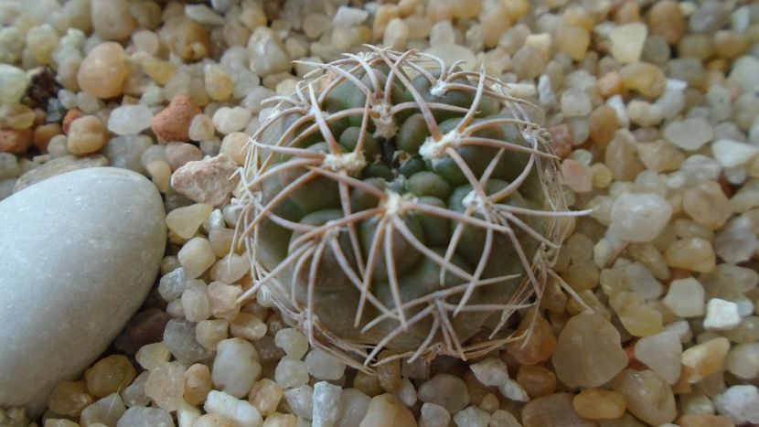 Gymnocalycium capillense v. sigelianum - Cactusi 2021 Gymnocalycium