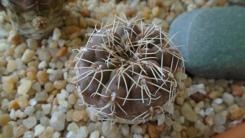 Gymnocalycium aff. frankianum (Gymnocalycium kieslingii) - Cactusi 2021 Gymnocalycium