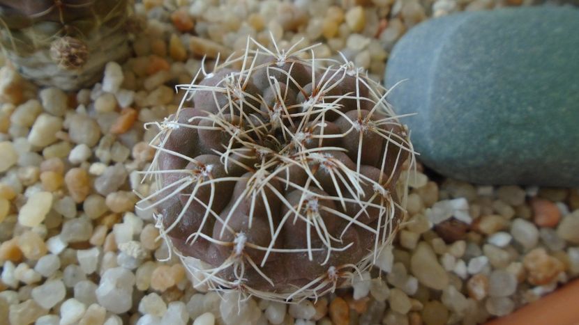 Gymnocalycium aff. frankianum (Gymnocalycium kieslingii) - Cactusi 2021 Gymnocalycium