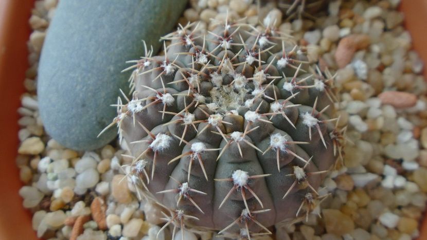 Gymnocalycium quehlianum - Cactusi 2021 Gymnocalycium