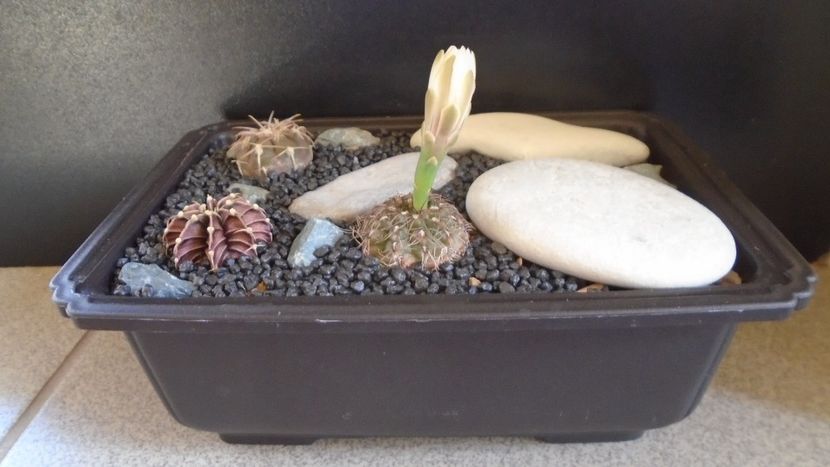 Grup de 3 Gymnocalycium - Cactusi 2021 Gymnocalycium