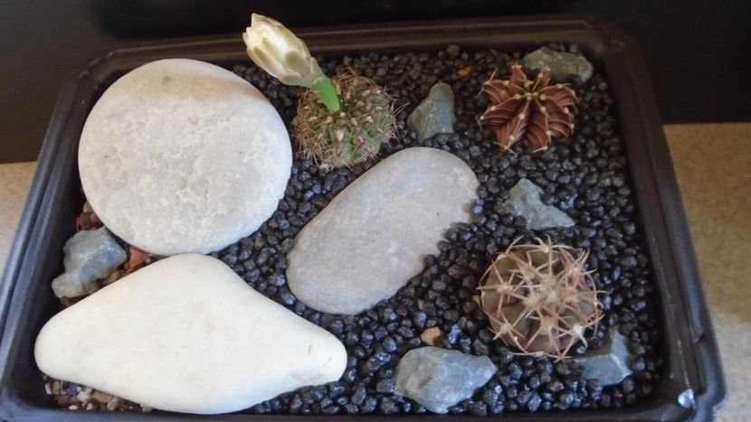 Grup de 3 Gymnocalycium - Cactusi 2021 Gymnocalycium
