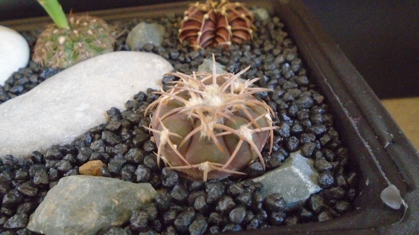 Gymnocalycium spegazzinii - Cactusi 2021 Gymnocalycium