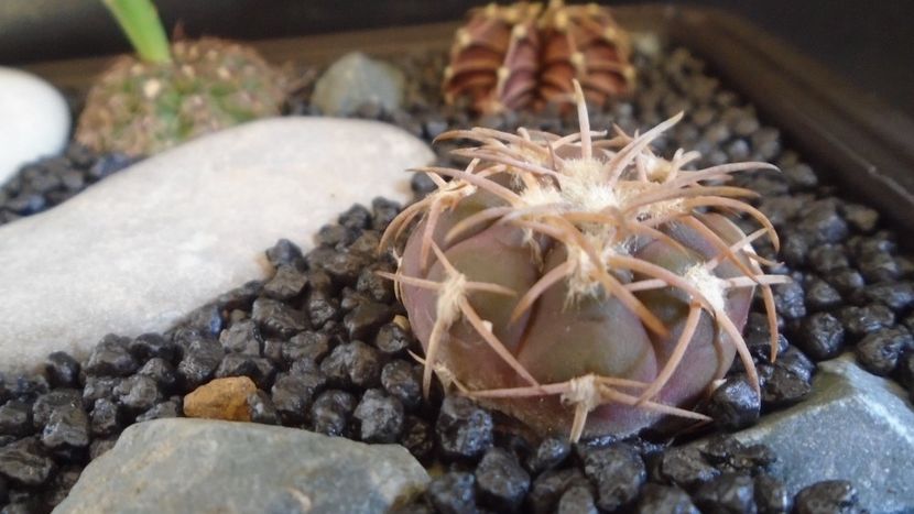 Gymnocalycium spegazzinii - Cactusi 2021 Gymnocalycium