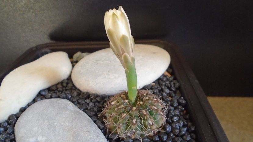 Gymnocalycium mesopotamicum - Cactusi 2021 Gymnocalycium