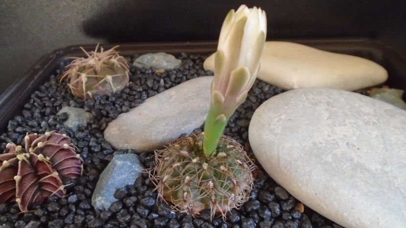 Gymnocalycium mesopotamicum - Cactusi 2021 Gymnocalycium