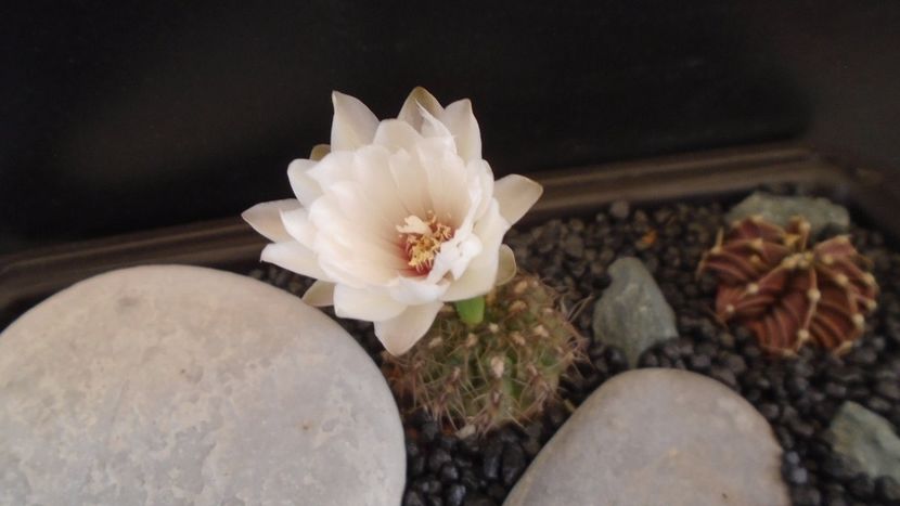 Gymnocalycium mesopotamicum - Cactusi 2021 Gymnocalycium