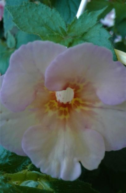  - colectia mea de achimenes 2021