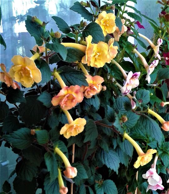  - colectia mea de achimenes 2021