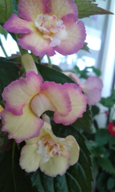  - colectia mea de achimenes 2021