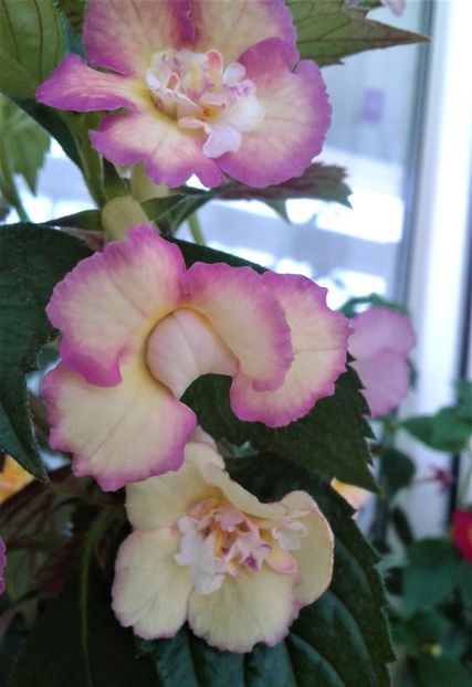  - colectia mea de achimenes 2021