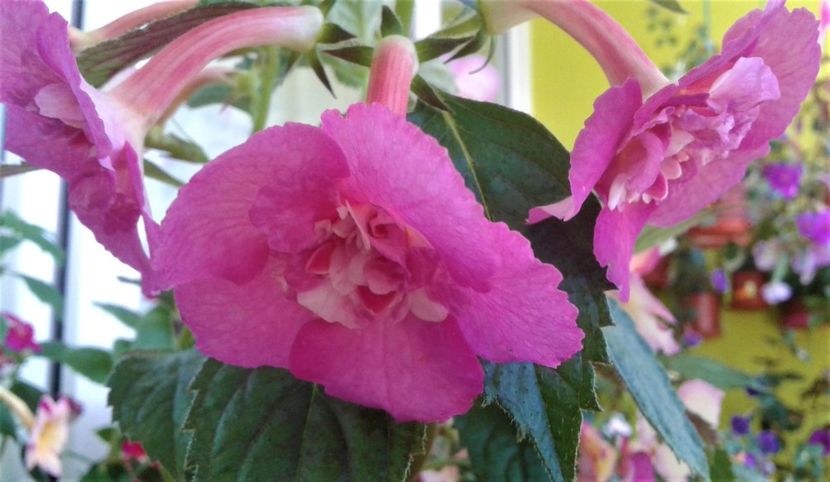  - colectia mea de achimenes 2021