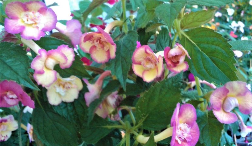  - colectia mea de achimenes 2021