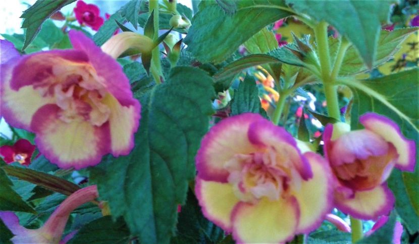  - colectia mea de achimenes 2021