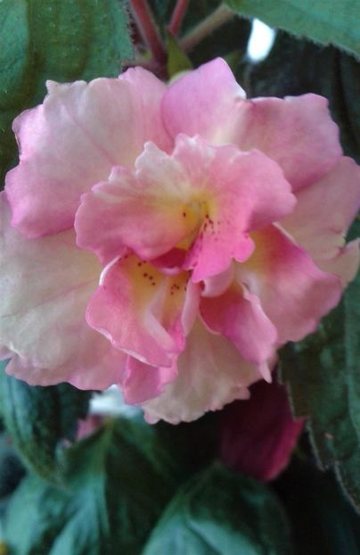  - colectia mea de achimenes 2021