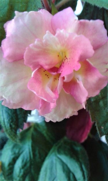  - colectia mea de achimenes 2021