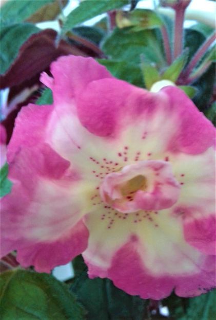  - colectia mea de achimenes 2021