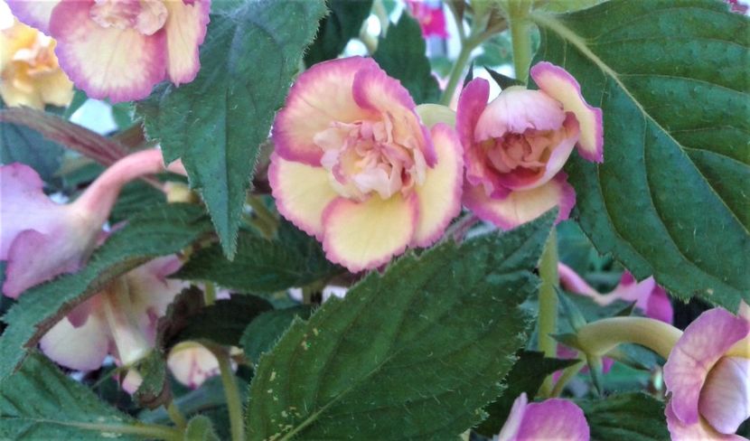  - colectia mea de achimenes 2021