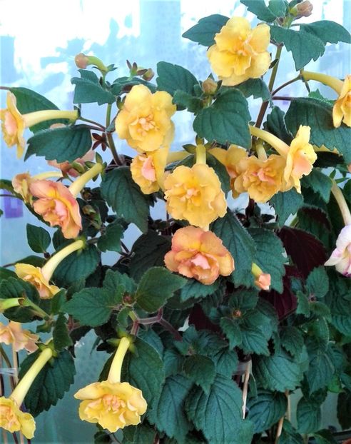  - colectia mea de achimenes 2021