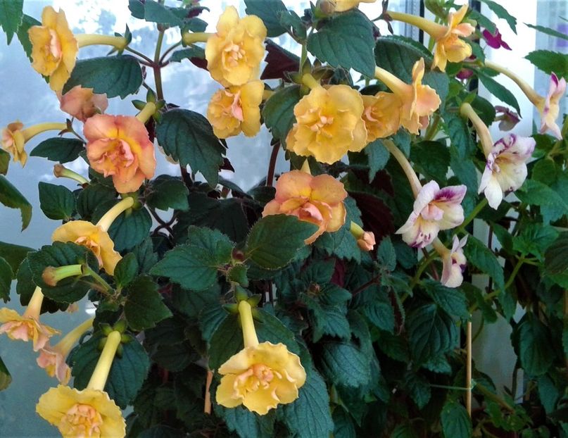  - colectia mea de achimenes 2021