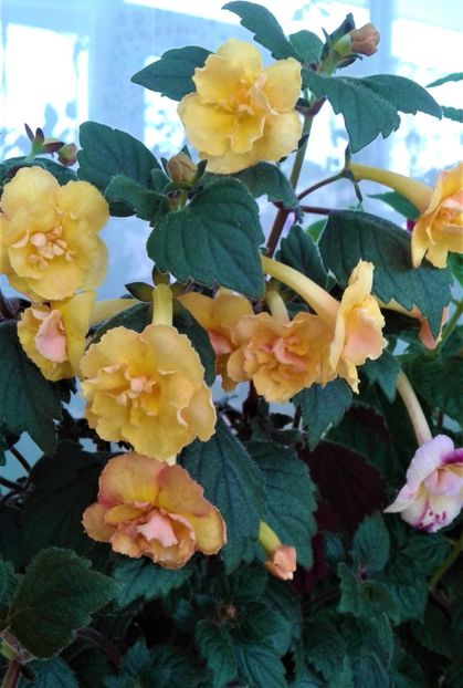  - colectia mea de achimenes 2021