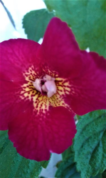  - colectia mea de achimenes 2021