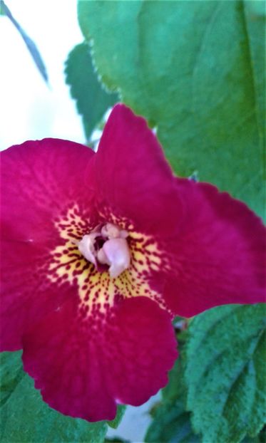  - colectia mea de achimenes 2021