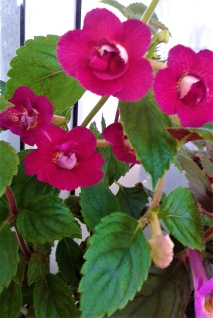  - colectia mea de achimenes 2021