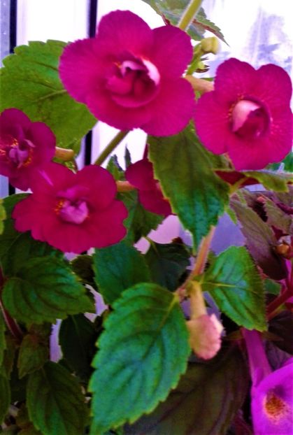  - colectia mea de achimenes 2021