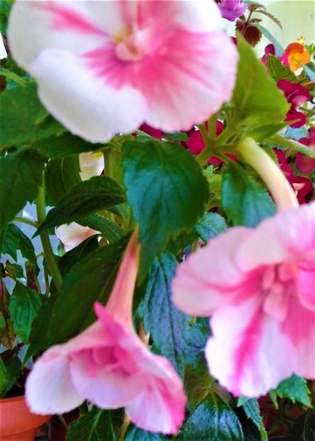  - colectia mea de achimenes 2021