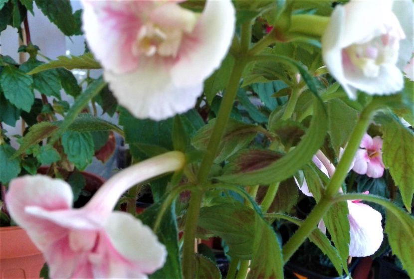  - colectia mea de achimenes 2021