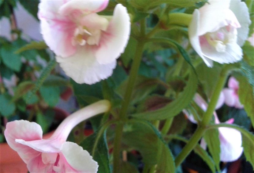  - colectia mea de achimenes 2021