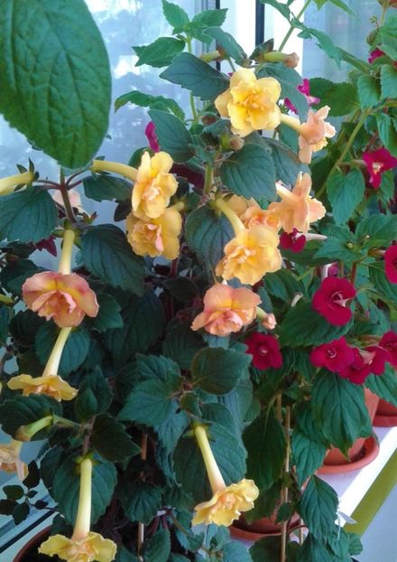  - colectia mea de achimenes 2021