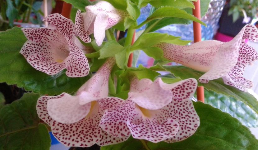  - colectia mea de achimenes 2021