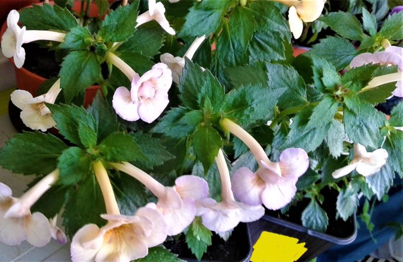  - colectia mea de achimenes 2021