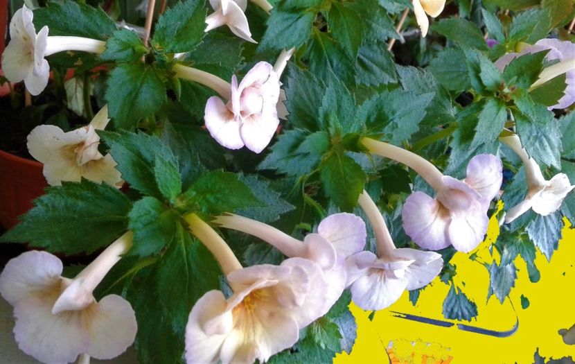  - colectia mea de achimenes 2021