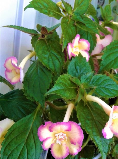  - colectia mea de achimenes 2021