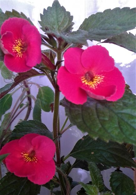  - colectia mea de achimenes 2021